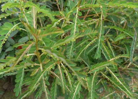 分光测色仪检定植物的颜色